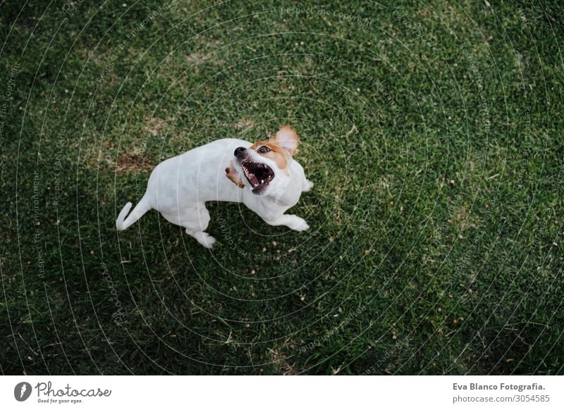 cute jack russell dog eating treats on the grass in a park Eating Lifestyle Relaxation Summer Nature Animal Grass Park Pet Dog Observe Smiling Sit Jump Wait