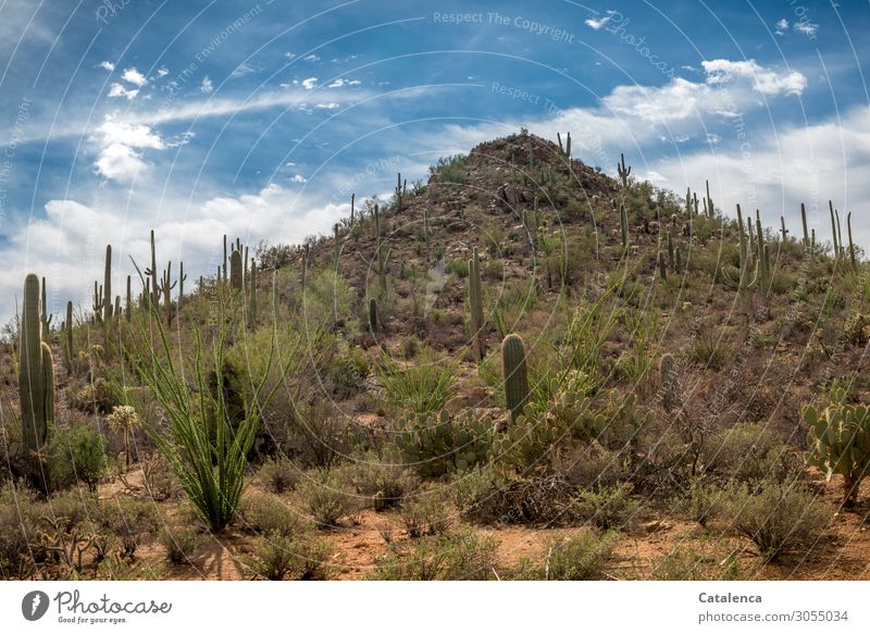 A hill overgrown with cacti rises pyramid-shaped from the desert landscape Nature Landscape Plant Sand Sky Clouds Beautiful weather Bushes Cactus Saguaro cactus