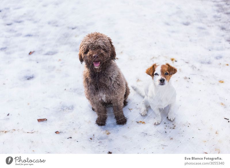 two cute dogs at the mountain in snow looking at the camera Lifestyle Joy Happy Leisure and hobbies Hunting Summer Snow Mountain Friendship Nature Landscape