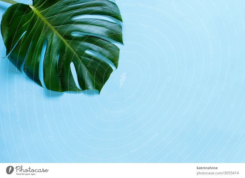 Tropical Monstera Leaf On A Light Blue Background A Royalty Free