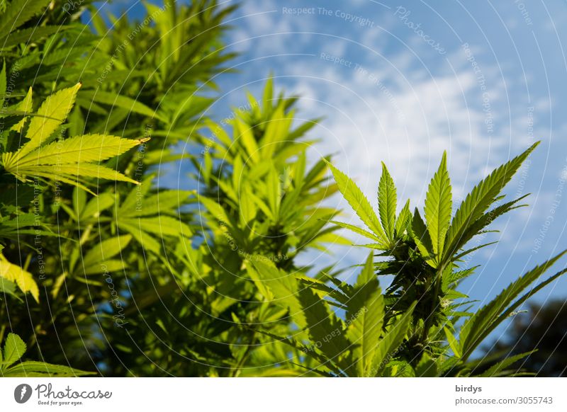 Outdoor cannabis plant Alternative medicine Smoking Intoxicant Medication Plant Sky Beautiful weather Blossom Agricultural crop Cannabis Cannabis leaf Growth