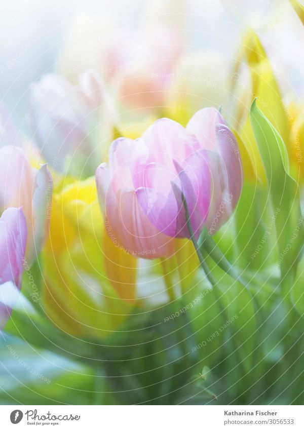 Tulips pink yellow Plant Spring Summer Autumn Winter Flower Leaf Blossom Bouquet Blossoming Illuminate Yellow Green Pink Turquoise White Double exposure