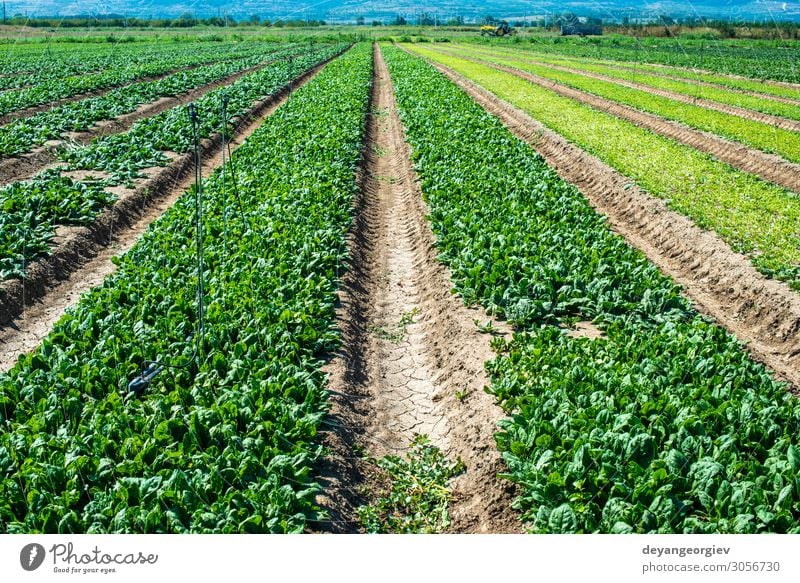 Spinach farm. Organic spinach leaves on the field. Vegetable Vegetarian diet Diet Garden Environment Plant Leaf Growth Fresh Natural Green sown rows agriculture