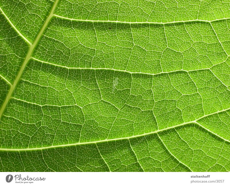 green Leaf Green Plant Back-light Vessel Maturing time Macro (Extreme close-up) Close-up Nature Structures and shapes Growth