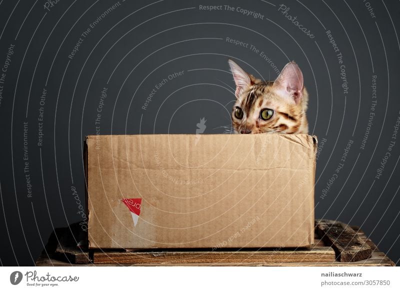 Cat in box Lifestyle Style Design Joy Relaxation Living or residing Pet Animal face bengal cat 1 Baby animal Box Cardboard Carton Packaging Cuddly Curiosity