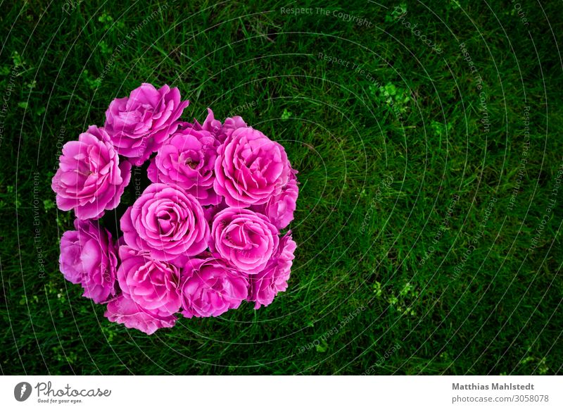 A bouquet of roses Environment Nature Plant Summer Rose Blossom Bouquet Blossoming Esthetic Fragrance Fresh Green Pink Happy Joie de vivre (Vitality) Sympathy