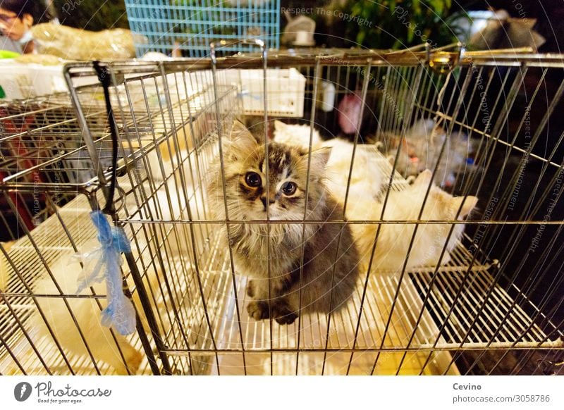 Buy me! Animal Pet Cat Petting zoo 1 Cute Domestic cat Cage Captured Sell Thailand Asia sweet look Cat eyes Baby animal Market stall Market day Trade pet trade