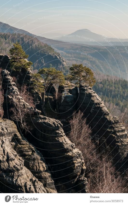 Saxon Switzerland Landscape Mountain Rock Nature Highlands Rock formation Forest Elbsandstone mountains Saxony Hiking Climbing Mountaineering Copy Space top