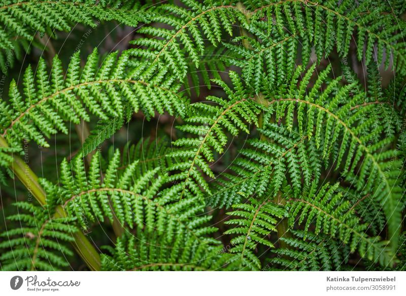 Grün grün grün Nature Plant Summer Fern Beautiful Green Forest Fresh Leaf Exterior shot Natural Natural phenomenon Shadow Light full-frame image Climate