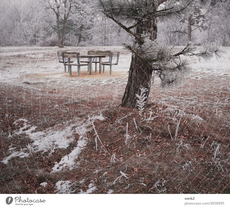 hibernation Environment Nature Landscape Plant Earth Winter Beautiful weather Ice Frost Snow Tree Bushes Pine Park Forest seating group Chair Table Simple Cold