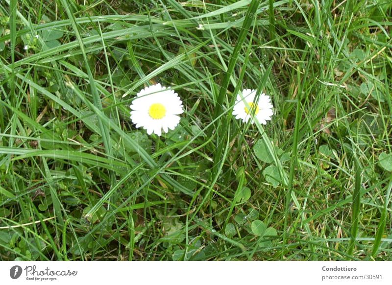 daisies Flower Meadow Green Daisy Beautiful weather Spring Summer green meadow gooseberry