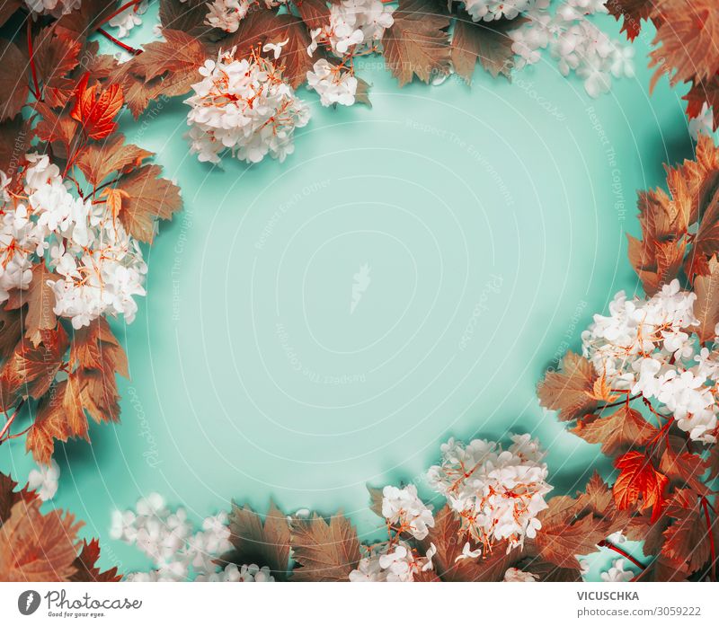 Beautiful frame of autumn leaves and flowers on turquoise blue background, top  view - a Royalty Free Stock Photo from Photocase