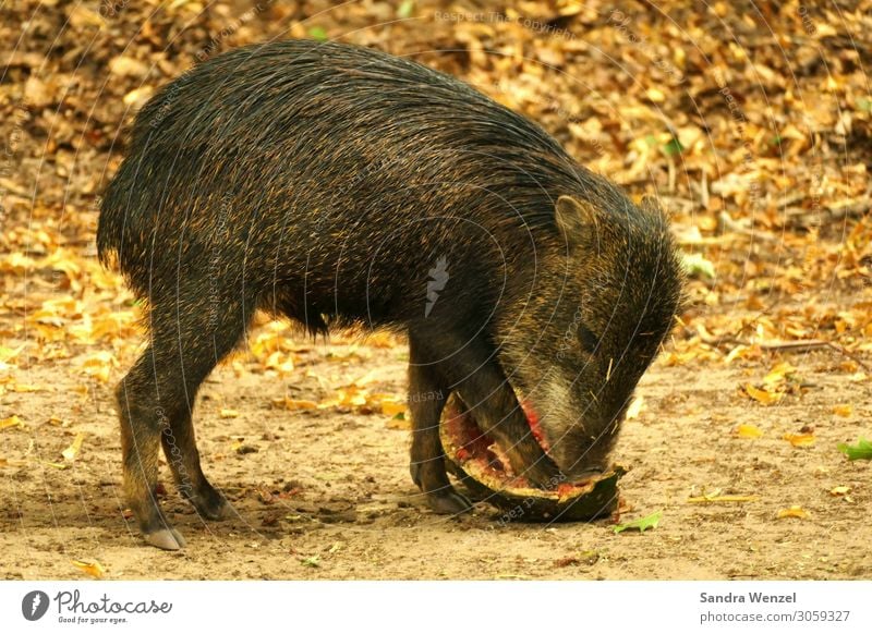 boar baby Animal Wild animal 1 Baby animal To feed Stand Wild boar Swine Colour photo Deserted Central perspective