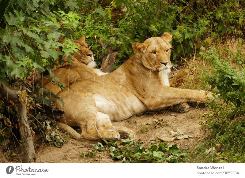 Two Brown Lions Lying on Grass · Free Stock Photo