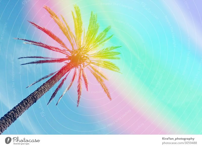 Abstract one palm tree against colorful sky background with rainbow paradise abstract beach blue bright coconut concept conceptual copy space effect exotic
