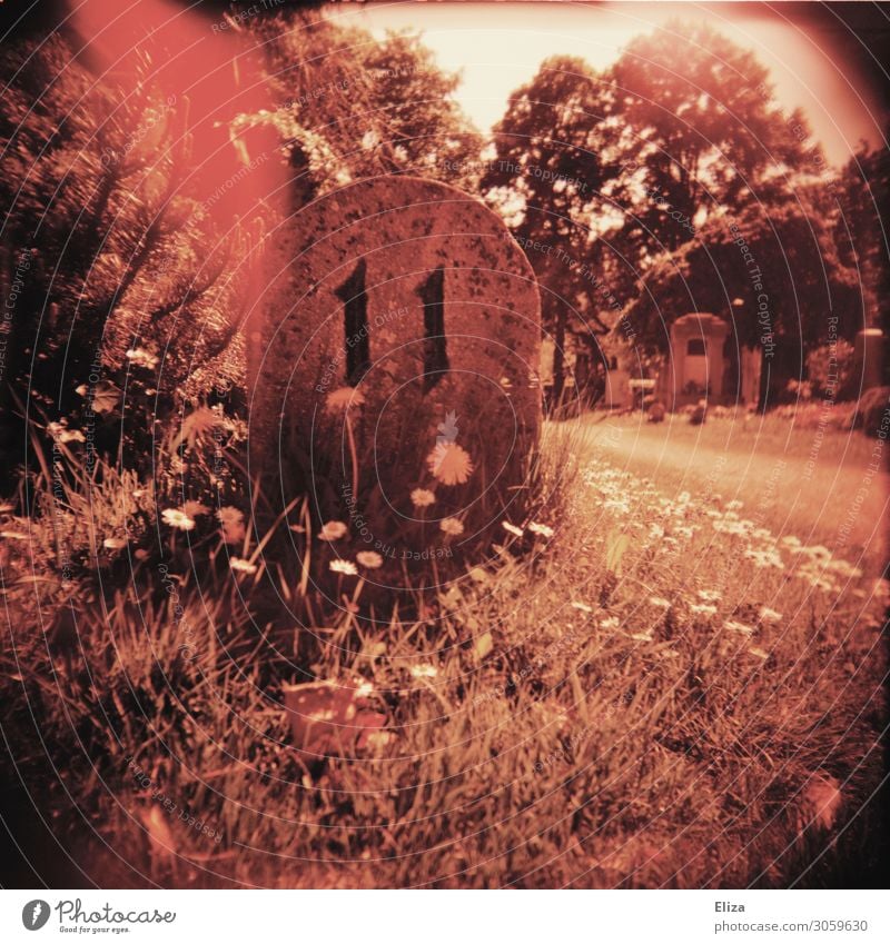 11 Flower Trashy Red Digits and numbers Cemetery Tombstone Experimental Light leak Double exposure Exterior shot Lomography Holga Deserted Contrast