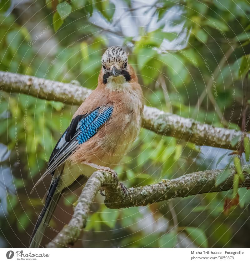 Jay in the tree Nature Animal Sunlight Beautiful weather Tree Leaf Twigs and branches Wild animal Bird Animal face Wing Claw Head Beak Eyes Feather Plumed 1