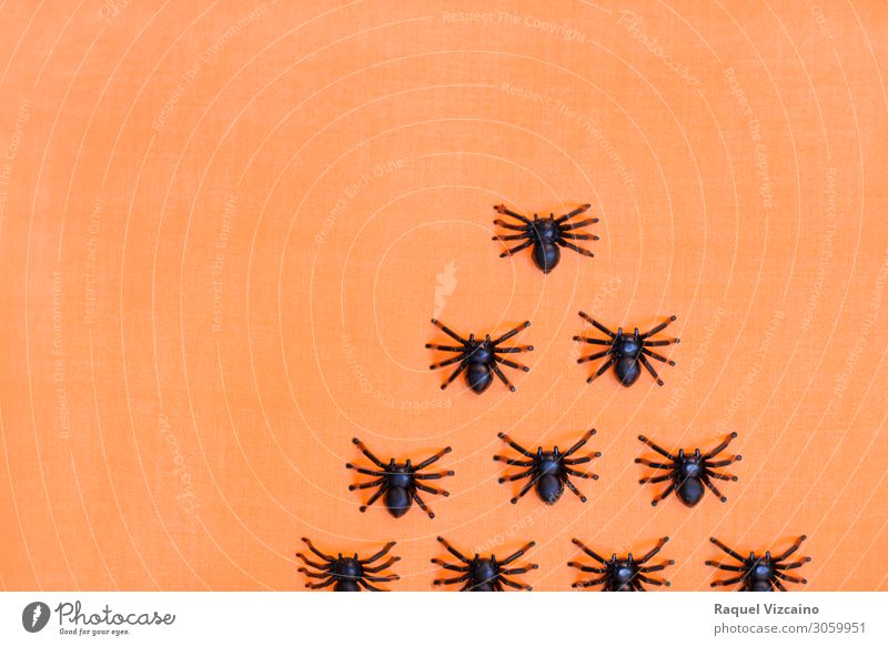 Horrifying halloween tarantulas Hallowe'en Animal Spider Group of animals Creepy Orange Black Horror Bizarre Insect arachnid Spider's web arachnophobia