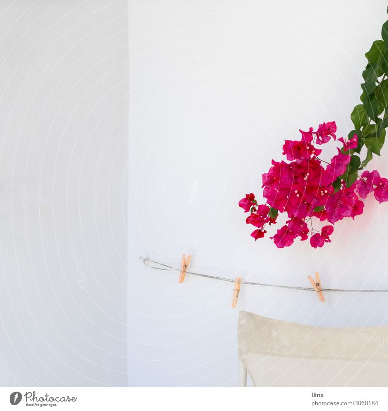 bougainvillea Bougainvillea Clothesline Wall (building) clothespin Blossoming Greece White Red Colour photo Deserted Sunlight Copy Space top Wall (barrier)