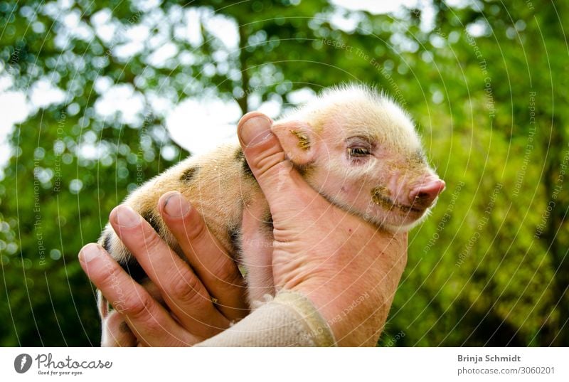 Piglet in happiness Nature Swine Pot-bellied pig animal baby 1 Animal Baby animal Touch Smiling Happiness Healthy Happy Small Near Natural Cute Pink Contentment