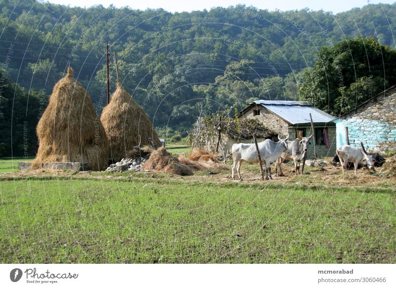 Haystack and Cattle House (Residential Structure) Landscape Village Animal Farm animal Cow Green Peaceful rural community Scene Vantage point Illustration