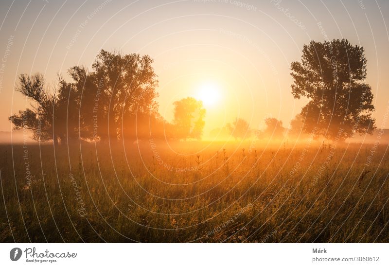 Magic hour in golden grassland with glowing dew at sunrise. Sunrise over the trees in the magical grasslands, Hungary Trees Summer Morning Landscape meadows