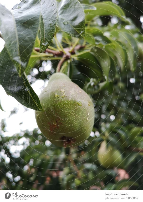 pear head Fruit Pear Organic produce Vegetarian diet Slow food Tree pear tree Fresh Healthy Green Environment regionally self-catering fresh fruit Dew Rain