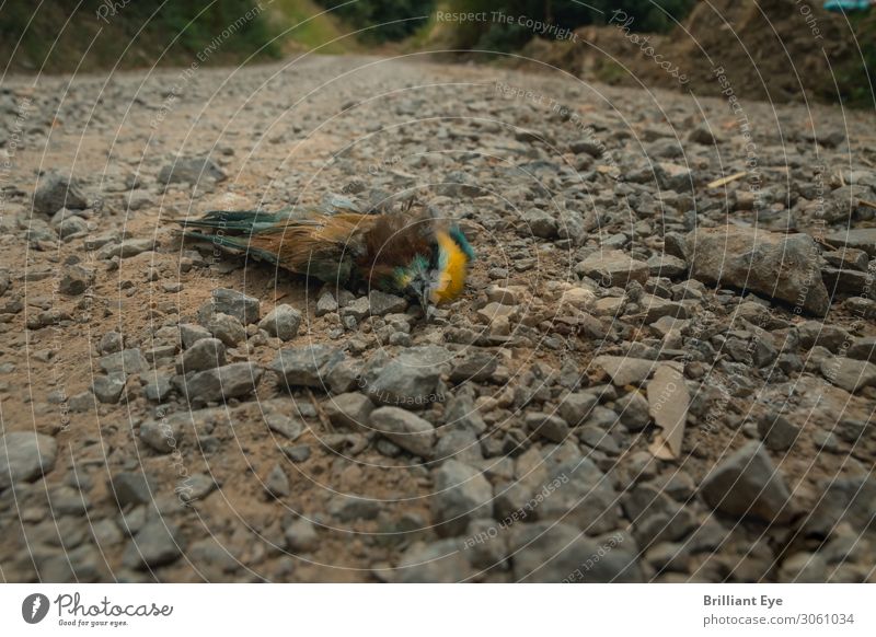 (end) Nature Summer Animal Dead animal Bird 1 Lie Multicoloured Death Loneliness End Perspective Decline Lanes & trails Gravel road Gravel path Plumed Putrefy