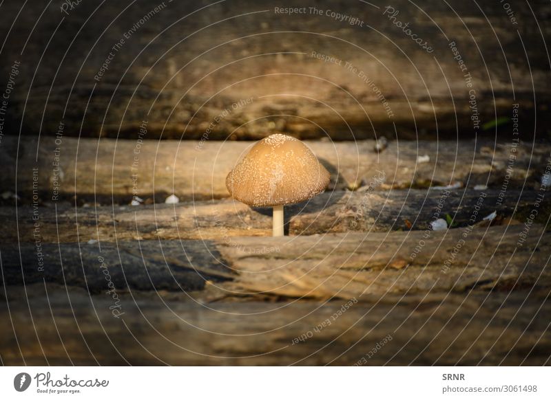Mushroom Nature Plant Wood Dark fungus Inedible Log no person Timber toadstool toxic mushroom Exterior shot Deserted