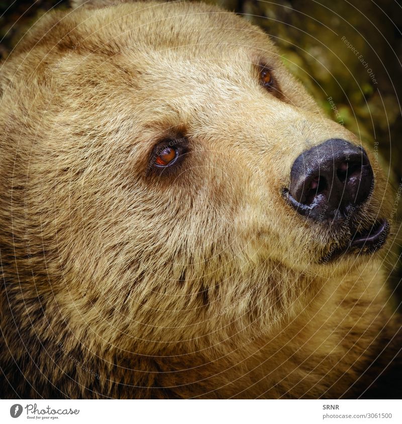 Portrait Of The Bear Animal Wild animal Brown bear Carnivore fauna predator ursus Grizzly wildlife Portrait photograph Looking