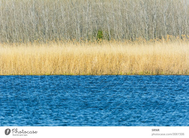 Lake Beach Financial institution Environment Nature Landscape Plant Water Grass Bushes Forest Lakeside River Blue Bulgaria bush Ecological ecosystem Europe