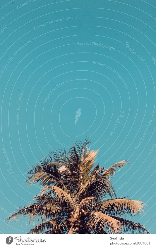 Coconut Tree at Golden Hour Environment Nature Plant Sky Cloudless sky Summer Beautiful weather Adventure Esthetic Freedom Serene summer vibe Coconut tree