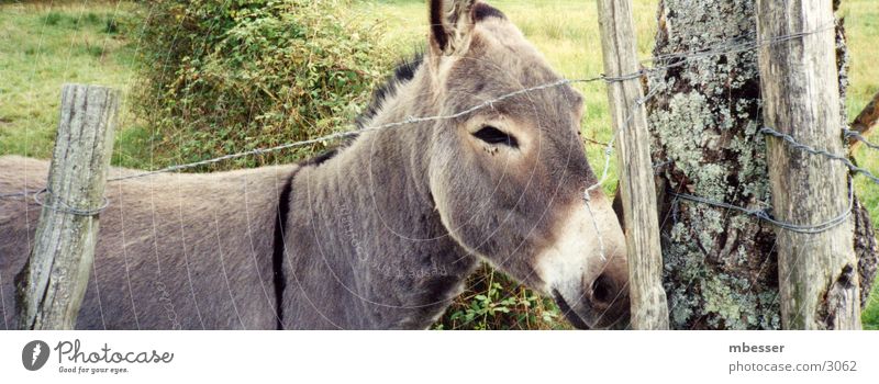 ass Animal Captured Donkey