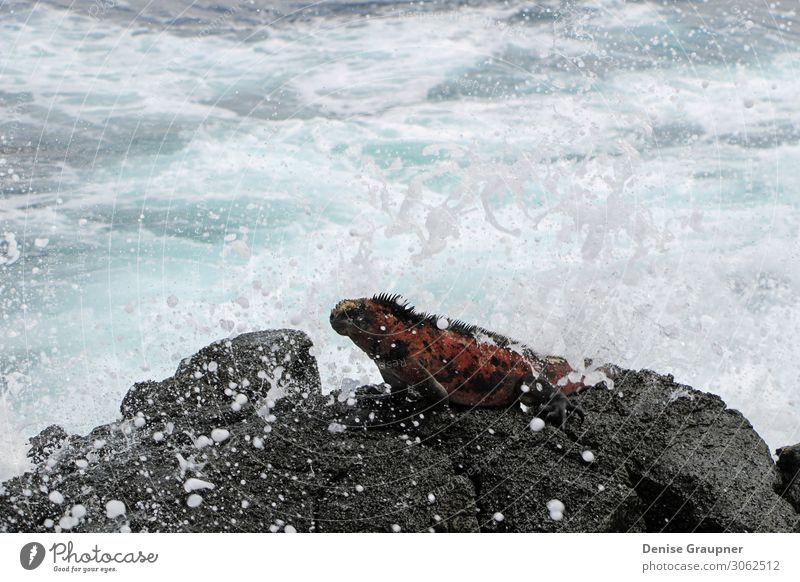 Sea lizard in the Galapagos Islands Vacation & Travel Beach Ocean Waves Environment Nature Animal Water Climate Beautiful weather Virgin forest Wild animal 1