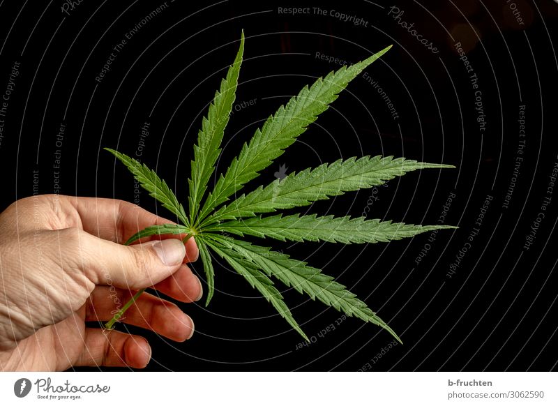 hemp leaf Man Adults Hand Fingers Plant Hemp Leaf Observe Touch To hold on Free Fresh Beautiful Green Dangerous Drug addiction Cannabis leaf Intoxicant