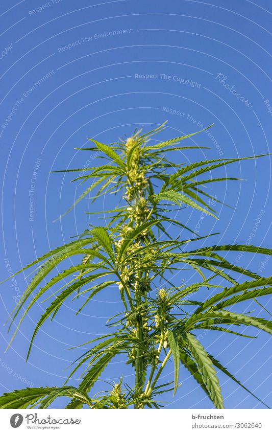 cannabis Alternative medicine Plant Hemp Leaf Agricultural crop Growth Free Fresh Blue Green Cannabis leaf Intoxicant Sky Sky blue Medication Bans Colour photo