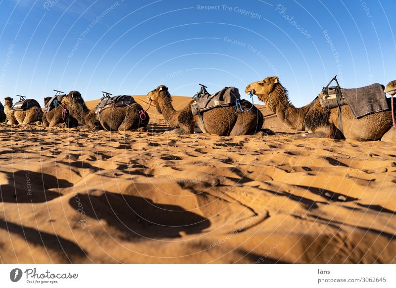 Desert ships l Dromedaries Vacation & Travel Tourism Trip Sand Sky Cloudless sky Beautiful weather Sahara Caravan Animal Dromedary Camel Group of animals Wait