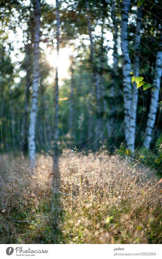 a ray of hope. Shaft of light clearing Flare Light Deserted Shadow Colour photo Day Exterior shot Sunlight Nature Visual spectacle Blur Plant Birch wood Grass