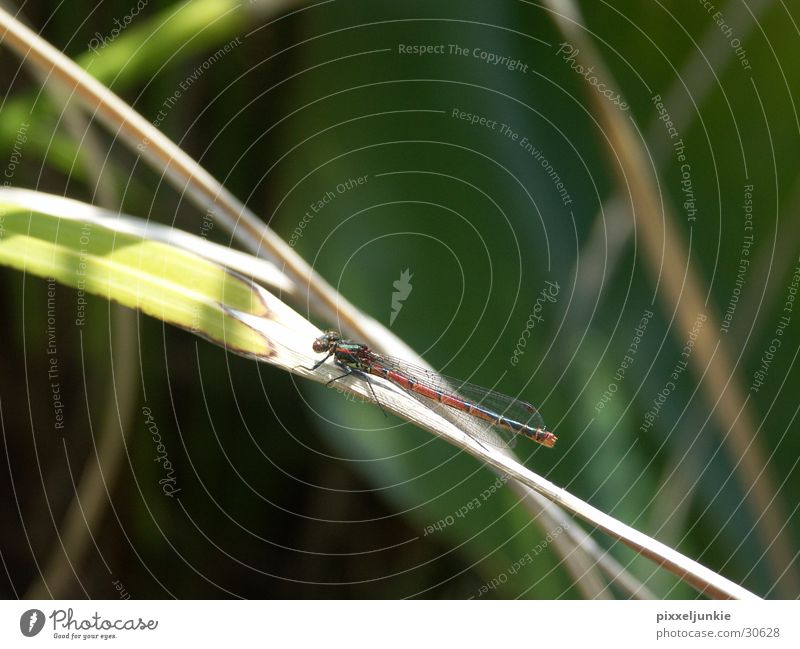 dragonfly Dragonfly Green Insect Wing