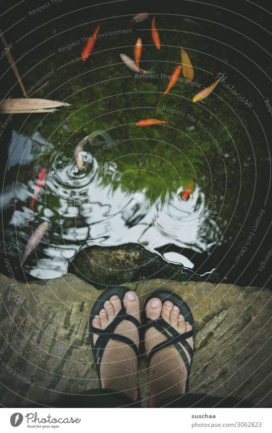 fish watching feet Flip-flops Stand Woman Toes Edge Body of water Brook Lake Pond Fish Goldfish Reflection gasp Air bubble Observe Fishpond