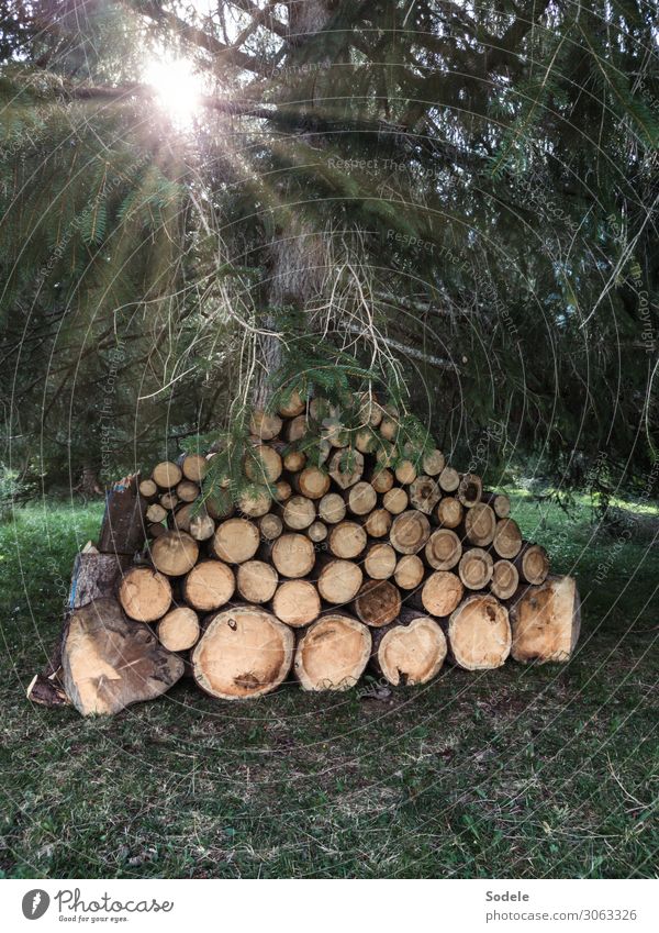 firewood supply Agriculture Forestry Energy industry Nature Sun Tree Agricultural crop Spruce forest Raw materials and fuels Stack Stack of wood Supply Wood