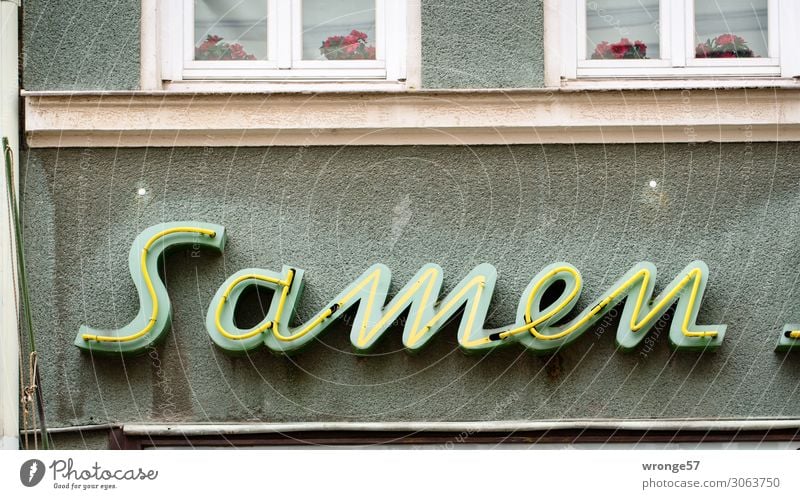 sperm bank Wall (barrier) Wall (building) Facade Stone Glass Characters Old Town Shopping Change Seed Neon sign Trade Neon light Colour photo Subdued colour