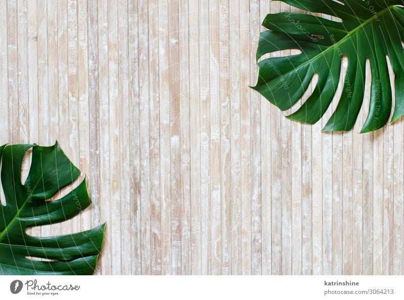 Tropical monstera and palm leaves on a wooden background Design Exotic Summer Plant Leaf Virgin forest Modern Natural Green Creativity Monstera