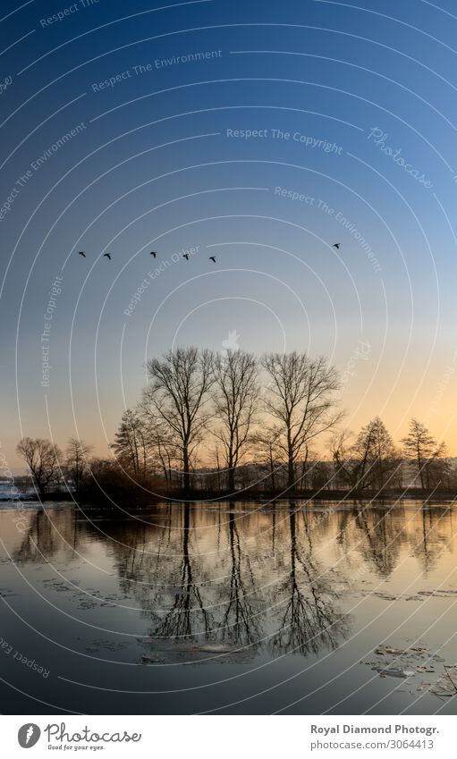 flying Birds on the ice lake Environment Nature Landscape Air Water Sky Cloudless sky Night sky Sunrise Sunset Winter Weather Beautiful weather Ice Frost Snow