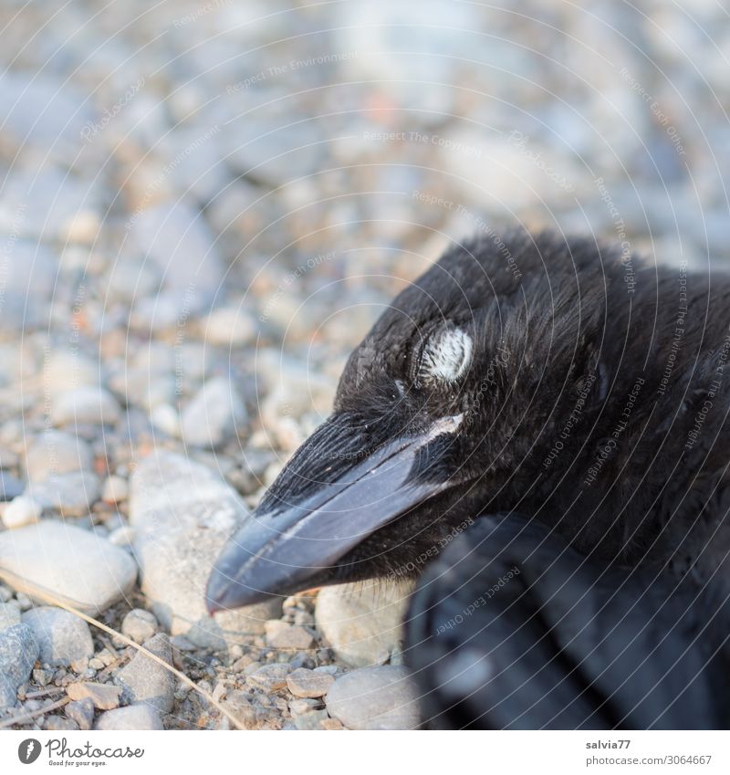 traffic casualties Environment Nature Animal Bird Animal face Beak Crow Raven birds 1 Death Transience End Street Lanes & trails Sacrifice Colour photo