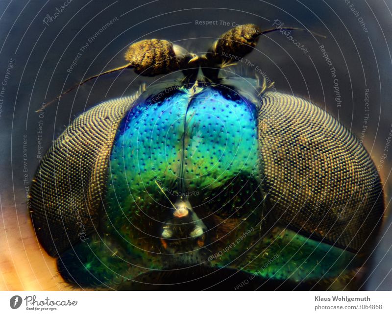 Design made by nature, head of a tiny fly magnified 100 times Environment Nature Animal Summer Fly Animal face Observe Looking Fantastic Blue Green Black Chitin