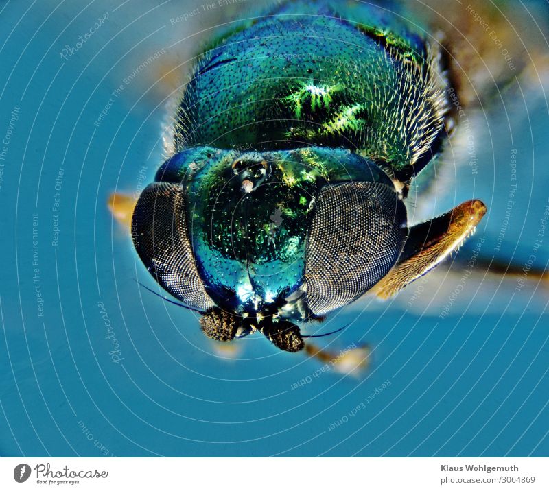 Cool colours Environment Nature Animal Summer Fly Animal face 1 Observe Looking Sit Blue Green Feeler Chitin Pelt Hair Compound eye Head Colour photo Close-up