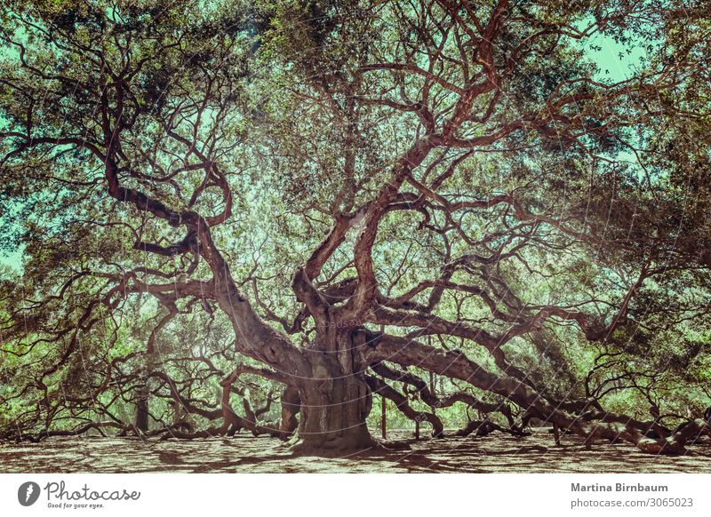 Angel Oak Tree on John's Island, South Carolina. Beautiful Vacation & Travel Summer Nature Landscape Sky Park Forest Coast Old Large Historic Natural Yellow
