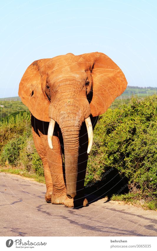 on the road again king of the road Vacation & Travel Tourism Trip Adventure Far-off places Freedom Safari Wild animal Animal face Elephant 1 Exceptional Exotic