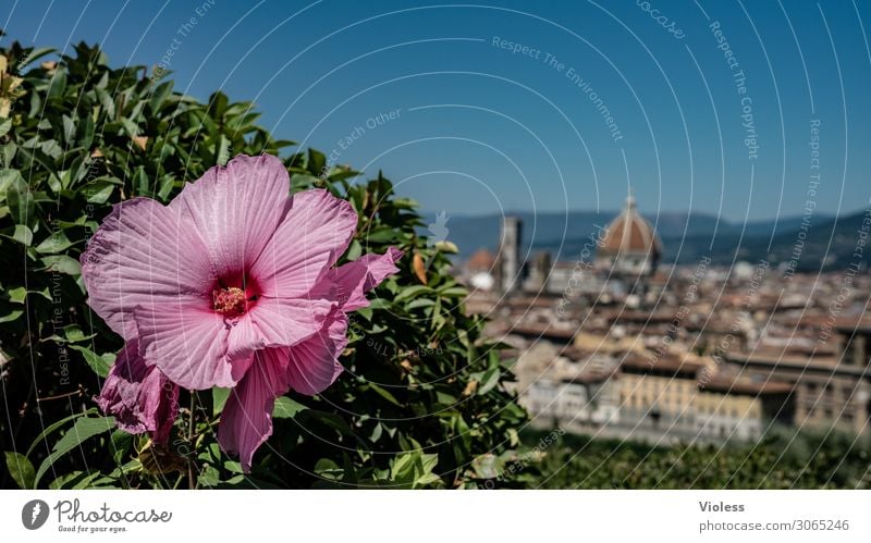 Florence III Tuscany Cradle of the Renaissance Piazzale Michelangelo Cathedral Santa Maria del Fiore Italy bishop's church Arno Hibiscus Blossom